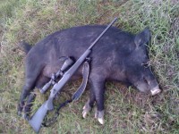 Pig Shoot Result